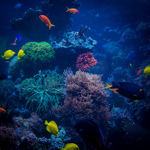 热带鱼满足在蓝色珊瑚礁海洋水水族馆。叔叔