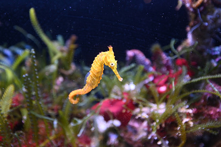 英语天地摄影照片_虎鼻海马（英语：Tiger snout seahorse）-西澳大利亚州的海马（Hippocampus sublengatus），在西澳大利亚宁洛奥礁的水下游泳.