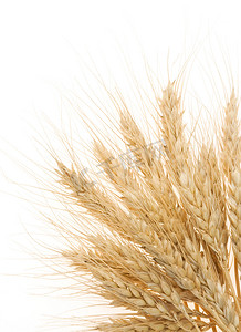 成熟的耳朵的大麦上白色隔离