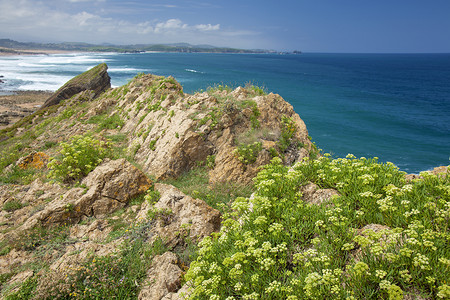 坎塔布利亚, 哥斯达黎加拉科夫拉达浅色岩石周围海滩马德罗海滩, 岩石海蓬子生长