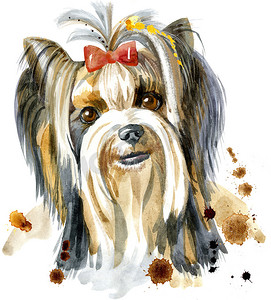 约克夏犬品种的狗的水彩肖像.