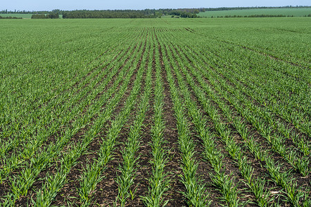 嫩绿摄影照片_小麦幼苗生长在阳光斜坡上的田里.嫩绿色的小麦生长在蓝色天空的衬托下，是由一系列友善的土壤制成的.