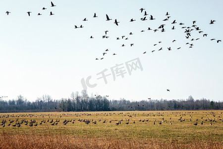 大批候鸟飞越爱沙尼亚的一个田野