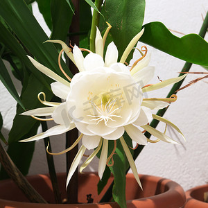 昙花 Oxypetalum