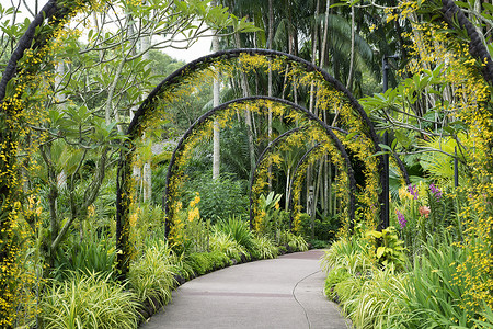 scenic摄影照片_新加坡植物园