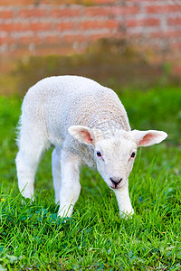 春季新生白羊站在草地上