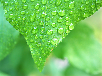 绿叶上的水滴，背景模糊，叶上的雨滴，植物上的露珠，宏观图像，卡片设计的软焦点
