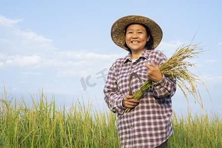 身穿格子衬衫的亚洲女性形象，头戴礼帽，头戴稻谷，笑容满面的镰刀，快乐的老年妇女在稻田干活。美丽的蓝天