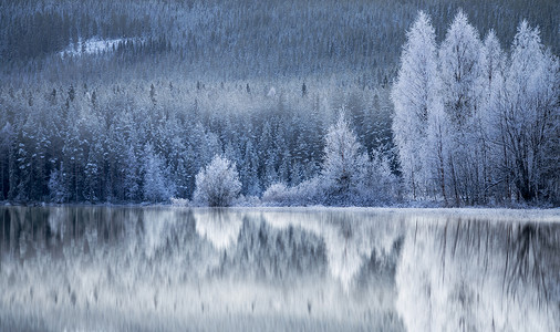 反映在冰冻的湖面的森林