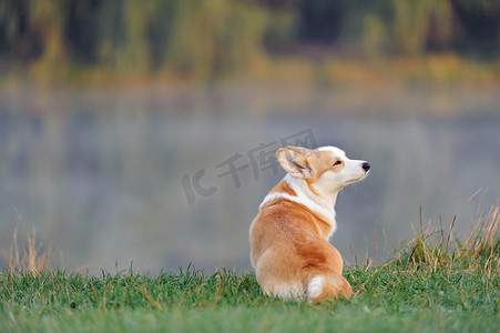 柯基犬摄影照片_彭布罗克威尔士柯基犬图片