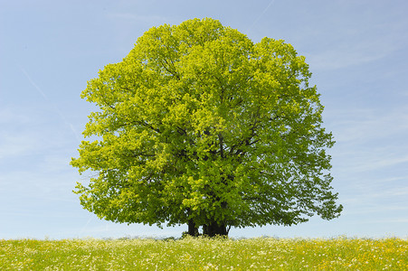 单大椴树在田间与完美的树梢