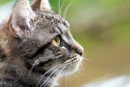 虎斑猫咪头部轮廓、 密切联系副本空间