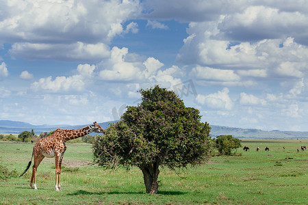 长颈鹿吃灌木丛