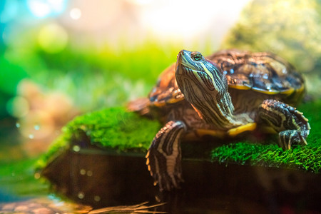 红耳的龟-龟在水族馆