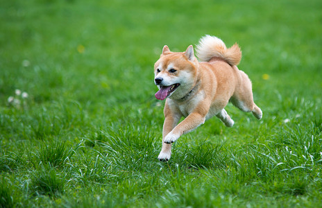 狗跳 shiba inu 在草地上
