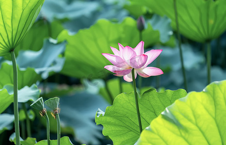 荷花盛开在夏天的池塘里，绿叶为背景