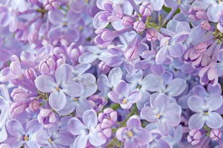 紫色花朵背景摄影照片_美丽的淡紫色花朵背景