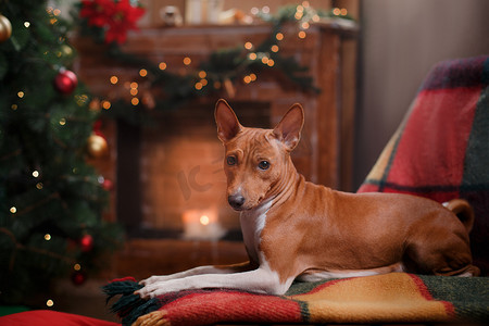 Dog breed Basenji, Christmas and New Year