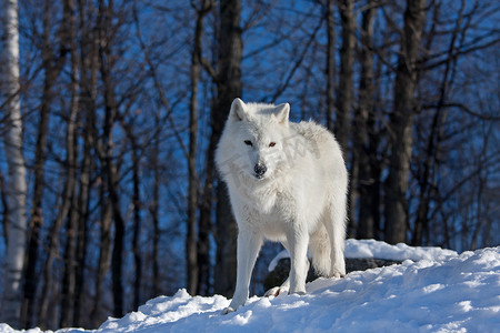 北极狼 (arctos) 在加拿大冬天坐在岩石悬崖顶上