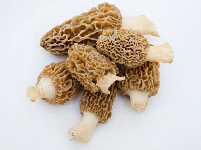 羊肚菌羊肚菌海绵蘑菇