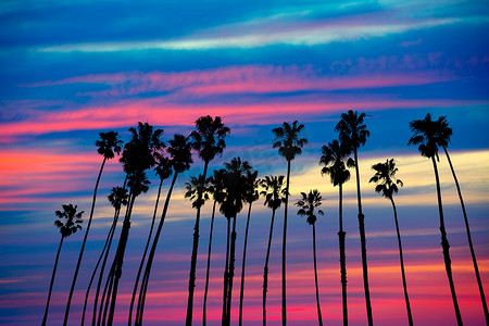 树群摄影照片_加州棕榈树夕阳与色彩斑斓的天空