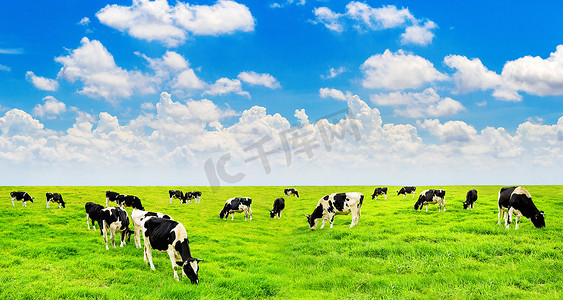偷笑奶牛摄影照片_奶牛在绿色的田野和蓝蓝的天空上.