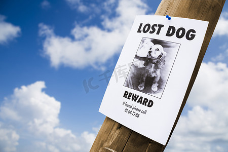 钉在灯杆上的狗丢了的海报