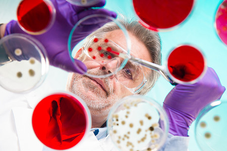 生命科学高级研究人员嫁接细菌.