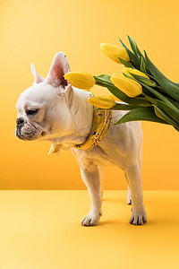 可爱的法国斗牛犬和黄色的美丽的黄色郁金香花