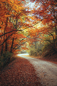 马路森林摄影照片_美丽的秋天森林山间小道