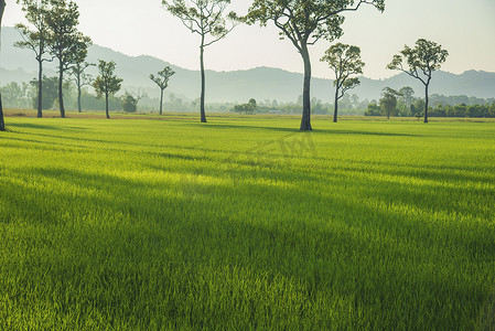 稻田绿色农业美丽的风景.生态系统稻田越南绿地天然小溪.热带自然日出中的金绿色稻田.可持续性前景