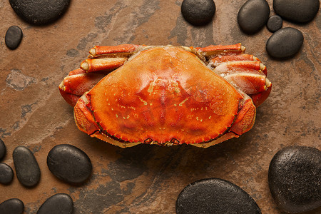 在纹理表面靠近黑色石头的生蟹与固体壳的顶视图