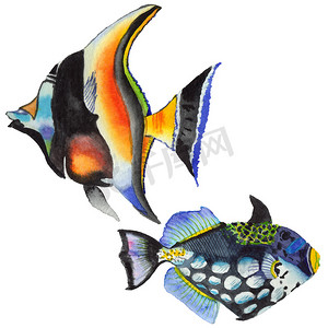 水彩水生水下五彩斑斓的热带鱼套。红海和外来鱼类里面.
