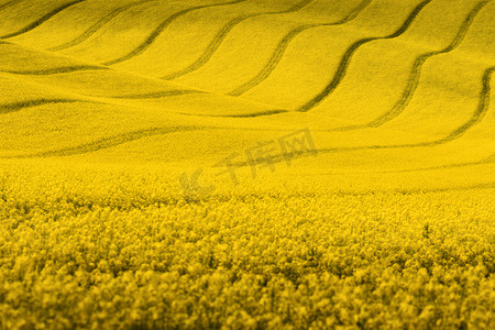 crops摄影照片_Yellow rapeseed field with wavy abstract landscape pattern. Yellow undulating fields of crops. Spring rural landscape.Moravian rolling landscape on sunset in yellow  colors. Europe, Czech Republic.