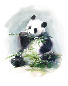 水彩的竹子摄影照片_水彩熊猫吃竹子动物图手绘野生动物