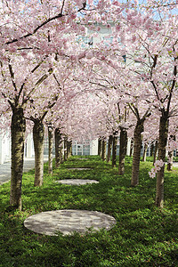 桃花树摄影照片_盛开的桃花树