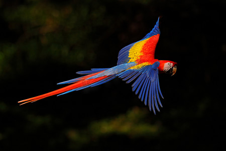 鹦鹉在深绿色的植被中飞行，背光和雨水美丽。哥斯达黎加热带森林中Ara macao的Scarlet Macaw 。热带大自然的野生动物场景。森林中的红色.