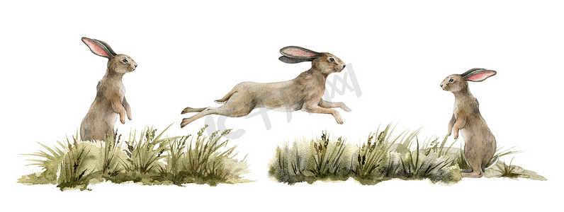 动物可爱手绘摄影照片_兔子动物的自然规律。水彩画。可爱的兔子跳起来，站在白色背景的草地上。野兔在草地上。毛绒绒的兔子侧视图。自然手绘元件集