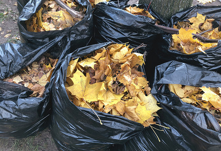 秋黄摄影照片_许多垃圾袋的秋黄枫叶