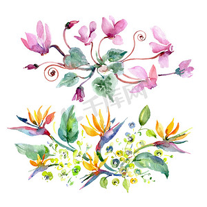 花束花卉植物花。水彩背景插图集。隔离花束插图元件.
