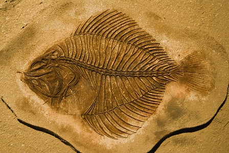 鱼类化石
