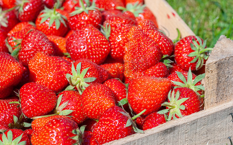 一盒草莓。箱子里有一组成熟的新鲜草莓.一堆新鲜草莓的图片.