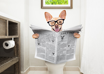 杂志摄影照片_吉娃娃狗坐在马桶座上, 消化问题或便秘阅读八卦杂志或报纸
