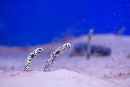Rf-斑点花园鳗鱼 (风沙黑) 