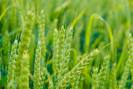 小麦麦片摄影照片_绿小麦，小麦收获。麦田生产面粉产品。绿耳朵麦穗，麦穗 
