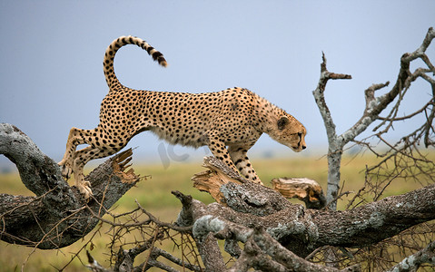 赛马获奖摄影照片_在其栖息地的一个猎豹
