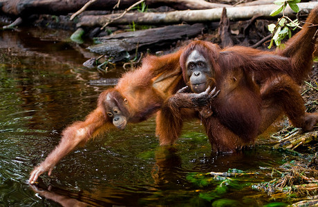 红毛猩猩妈妈和宝宝