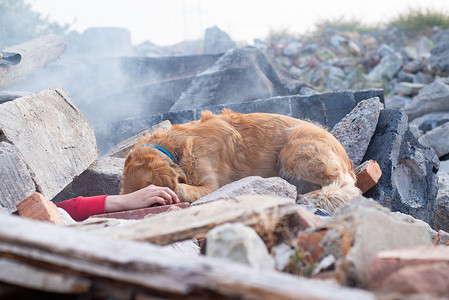 伤员摄影照片_狗在地震后的废墟中寻找伤员.