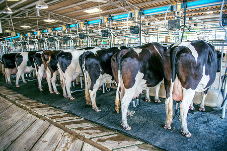 挤奶摄影照片_在农场，奶牛挤奶设施与现代挤奶机.