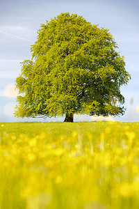 单个大老椴树孤立在草甸在春天